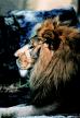 Lion Mouse Pads