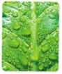 Product 427678