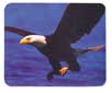 Product 428132